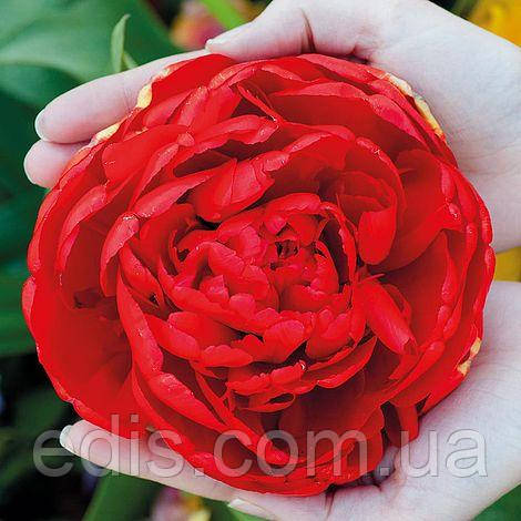 Тюльпан махровий пізній Salcido (Салсідо) 3 цибулинки