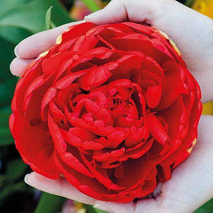 Тюльпан махровий пізній Salcido (Салсідо) 3 цибулинки, фото 1