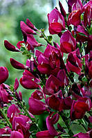 Ракитник венечный Боскуп Руби \ Cytisus Boskoop Ruby ( саженцы 2 года С1.5л )