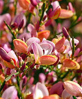 Ракитник венечный Зеландия \ Cytisus Zeelandia ( саженцы 2 года)