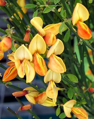 Ракитник вінечний Апрікот джем \ Cytisus 'White Gem' ( саджанці 2 роки), фото 1