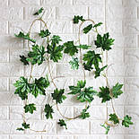 Ліана клен зелений уся довжина 14 метрів, фото 2