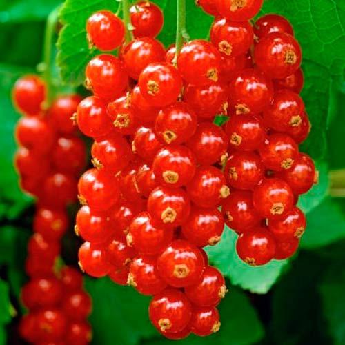 Саджанці смородини червоної Уральська Красуня - середня, крупноплідна, врожайна, фото 1