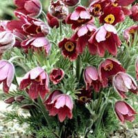 Простріл ( сон-трава) бордова