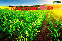 Чому Цинк (Zn) так важливий для кукурудзи?