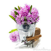 Цибулини гіацинтів