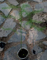 Спаржа. Розсада в контейнерах Д5.