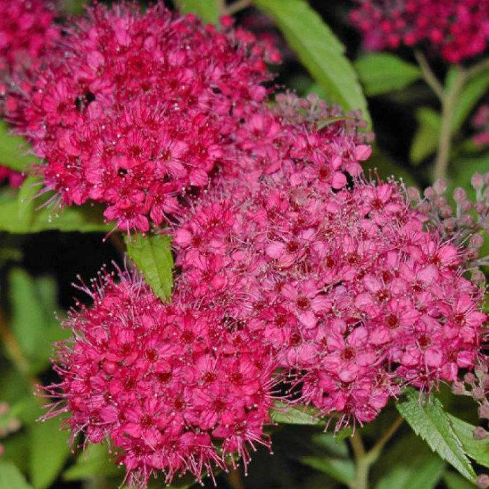 Саджанці спірея японська Антоні Ватерер (Spiraea japonica Anthony Waterer), фото 1