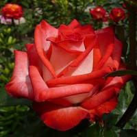 Саженцы чайно-гибридной розы Блаш (Rose Blash)