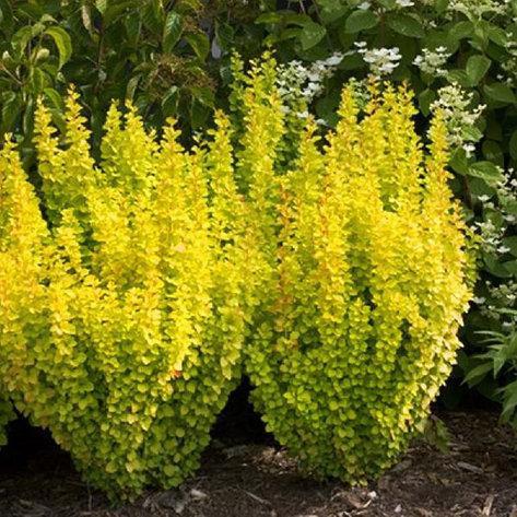 Саджанці барбарису Тунберга Голден Торч (Berberis thunbergii Golden Torch)