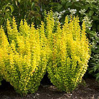 Саженцы барбариса Тунберга Голден Торч (Berberis thunbergii Golden Torch)