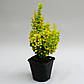 Саджанці барбарису Тунберга Голден Торч (Berberis thunbergii Golden Torch), фото 2