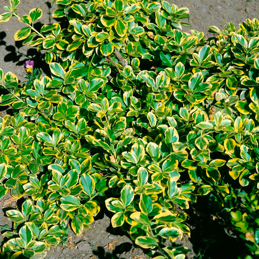 Саджанці бересклет Форчуна Канадейл Голд (Euonymus fortunei Canadale Gold)