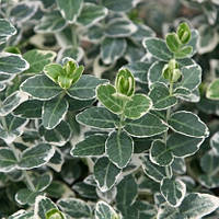 Бересклет Форчуна Эмеральд Гаети (Euonymus fortunei Emerald Gaiety)