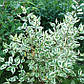Саджанці дерена білого Гоучаулти (Cornus alba Gouchaultii), фото 2