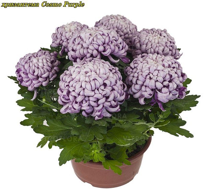 Саджанці хризантема Cosmo Purple (Космо Перпле) 3 саж у гір с2