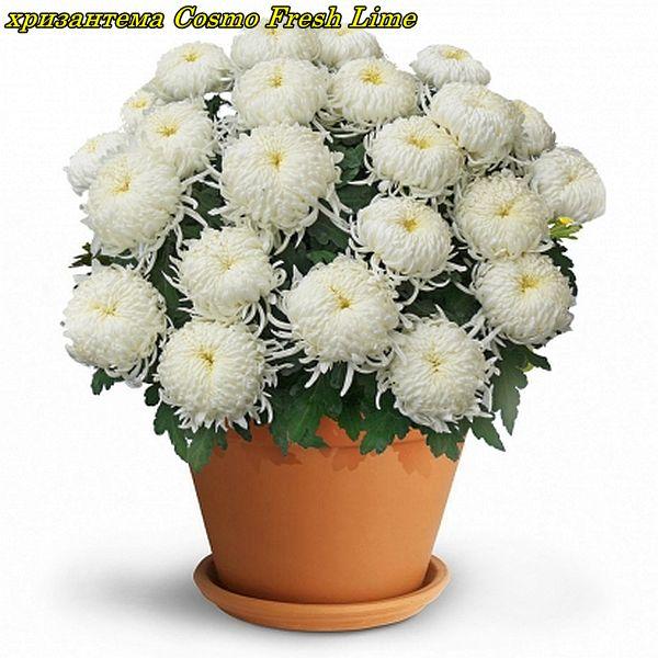 Логінці хризантеми Cosmo Fresh Lime (Фреш Лайм) 3 саж на 1 гір