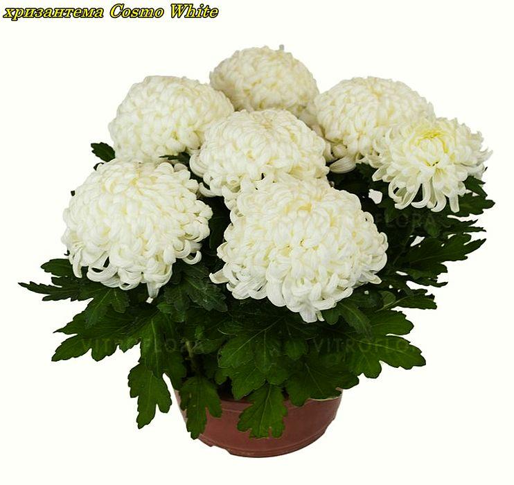 Хризантема Cosmo White (Космо Вайт) маточник