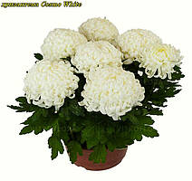 Саджанці хризантеми Cosmo White (Космо Вайт) розсада