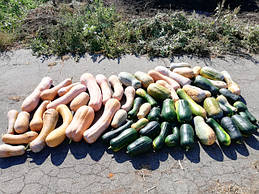 Урожай випадково пророслої одного гарбуза