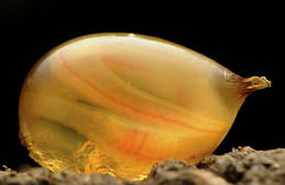 Кокон з черв'ячком