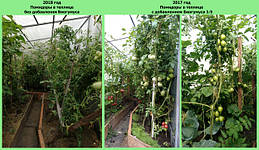 Використання біогумусу в теплиці на помідорах