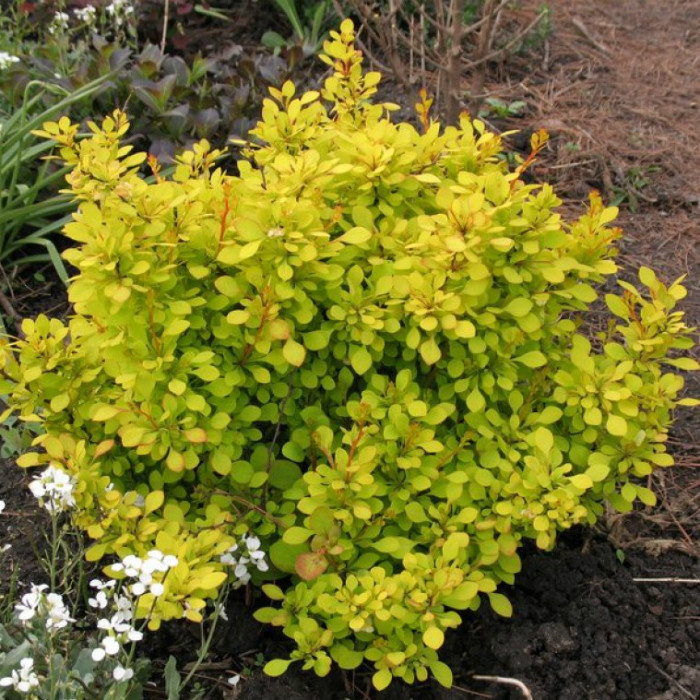 Саджанці барбарису Тунберга Ауреа, фото 1