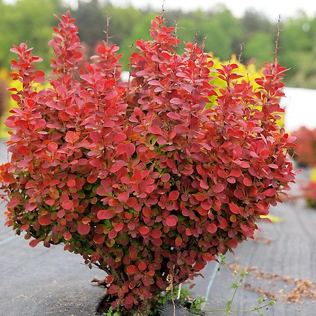Саджанці Барбарису Тунберга Оранж Пілар (Orange Pillar), фото 1