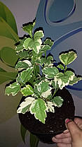 Гібіскус сирійський махровий "Sanchoyo" \ Hibiscus syriacus 'Sanchoyo' ( саджанці 2 роки), фото 4