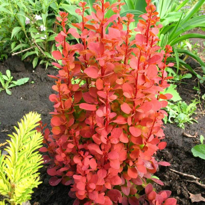 Саджанці Барбарис Тунберга Оранж Рокет (Berberis thunbergii Orange Rocket)