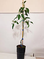 Авокадо (Persea americana) 80-100 см. Привитое. Комнатное