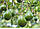 Авокадо (Persea americana) 80-100 см. Привите. Хатні, фото 3