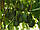 Авокадо (Persea americana) 80-100 см. Привите. Хатні, фото 5