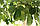Авокадо (Persea americana) 80-100 см. Привите. Хатні, фото 6
