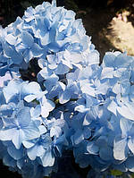 Гортензия крупнолистная Hydrangea Macrophylla Blue (Pink) C20L 100