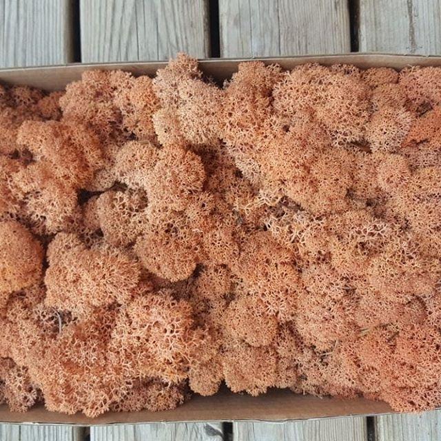 Стабілізований мох (ягель) 500 г, фото 1