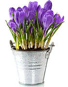 Цибулини крокусів