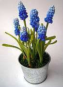 Цибулини мушкарі