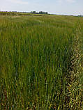 Насіння ярого ячменю Сєбастьян (СН, перша), фото 2