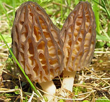 Міцеля Сморочка звичайна, Morchella esculenta