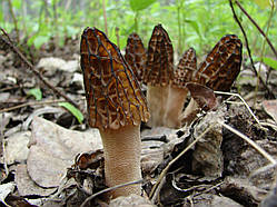 Міцеля Сморочка висока, Morchella elata