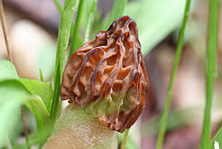 Міцеля Сморочка напіввільна, Mitrophora semilibera