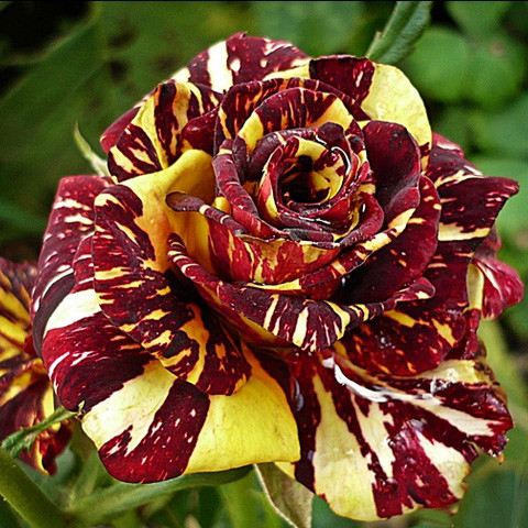 Саджанці троянди чайно-гібридної Абракадабра (Rose Abracadabra)