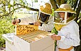 Malex Beekeeping Company