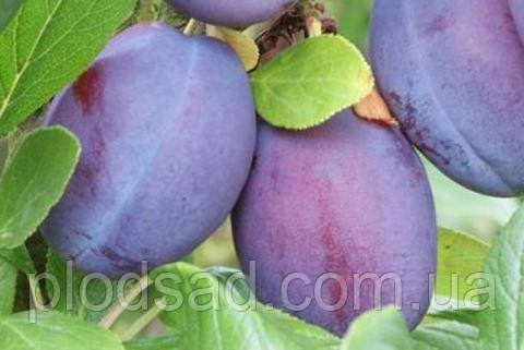 Слива Валор