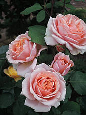 Троянда Поль Бокус (Paul Bocuse) Шраб', фото 3