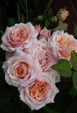 Троянда Поль Бокус (Paul Bocuse) Шраб', фото 2