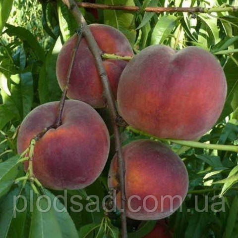 Персик Роял Глорі