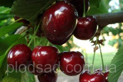 Черешня Каресова