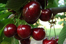 Черешня Каресова